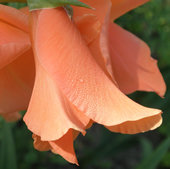 Gladiole Claudia Hoppe